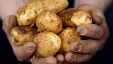 Ein Kartoffelhändler Hält Frühkartoffeln In Den Händen