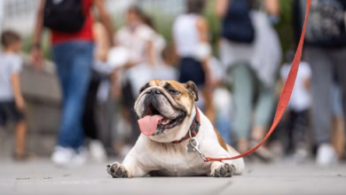 Eine Englische Bulldogge Liegt Hechelnd Auf Der Strasse