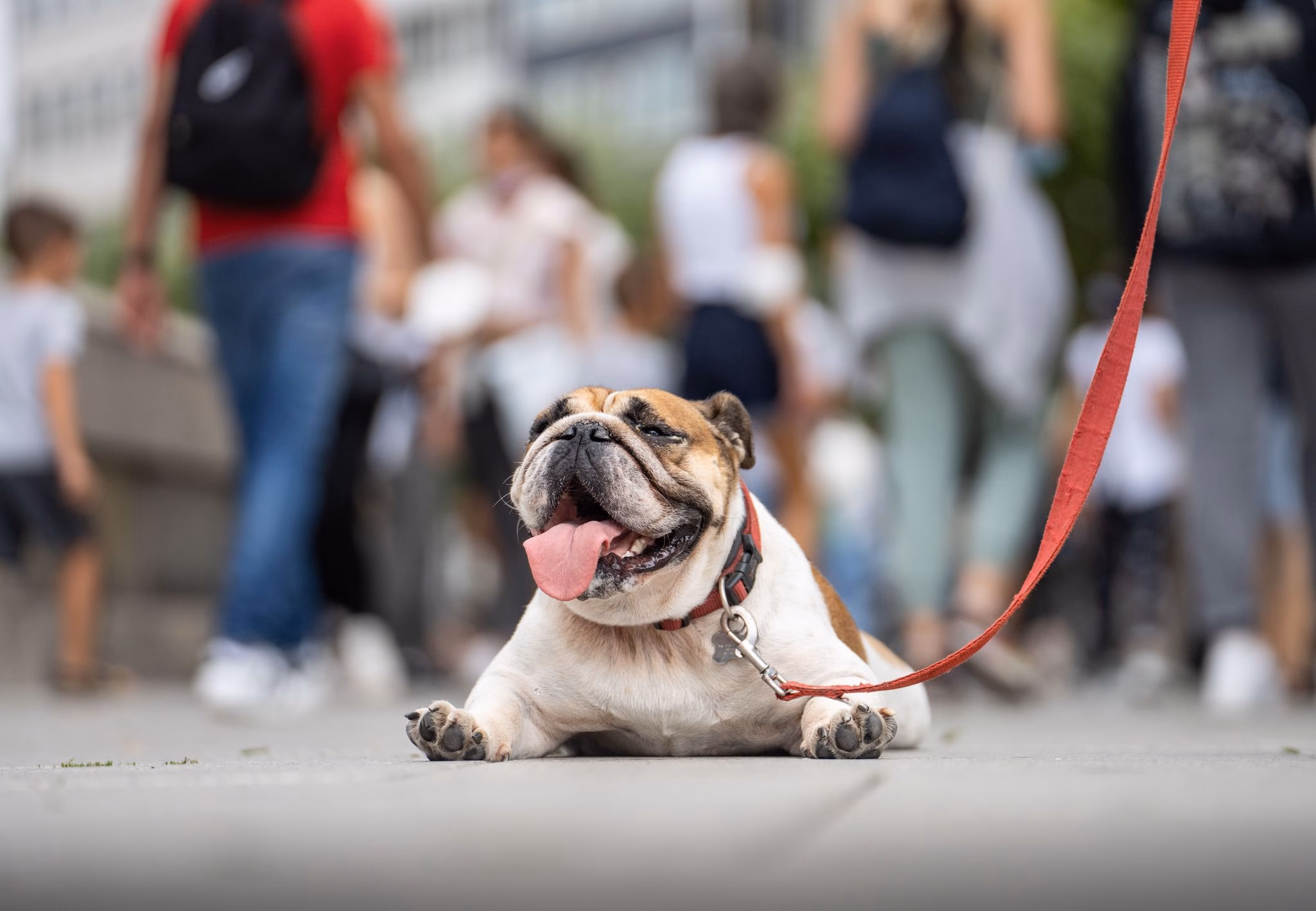 Eine Englische Bulldogge Liegt Hechelnd Auf Der Strasse