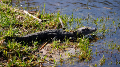 Zurich Classic Golfturnier In Louisiana