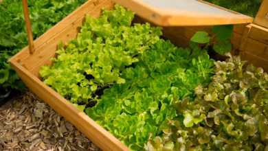 Junger Salat In Einem Beetkasten