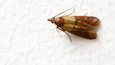 Eine Dörrobstmotte (plodia Interpunctella)