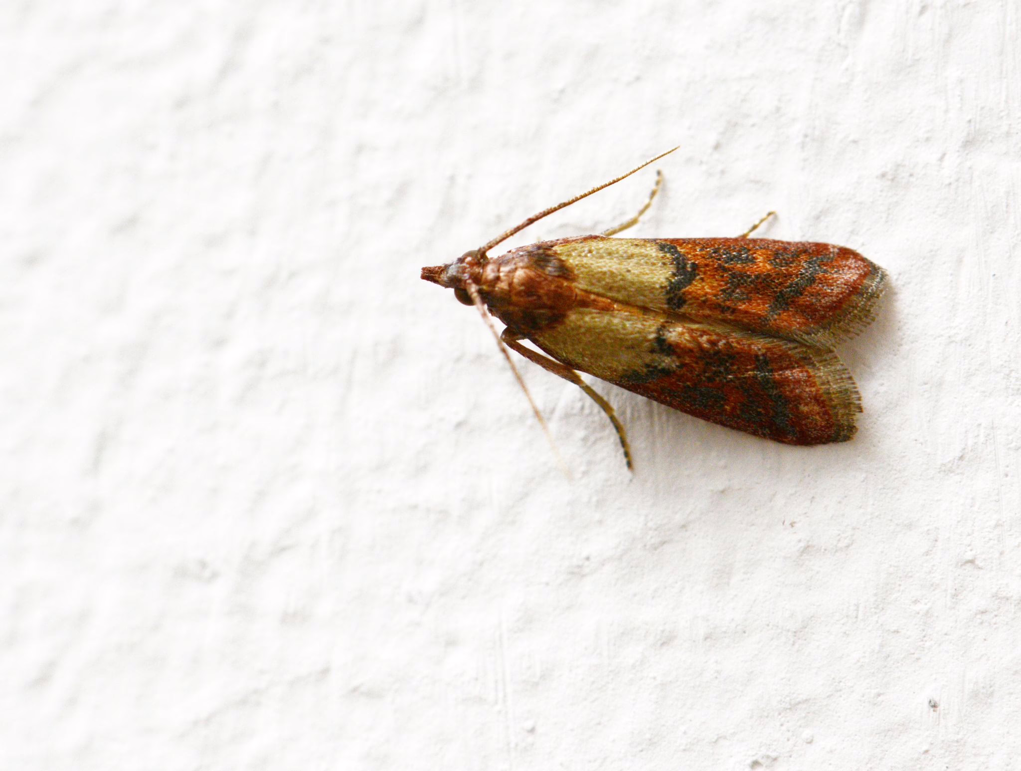 Eine Dörrobstmotte (plodia Interpunctella)