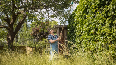 Mann Schneidet Einen Pflaumenbaum Zurück