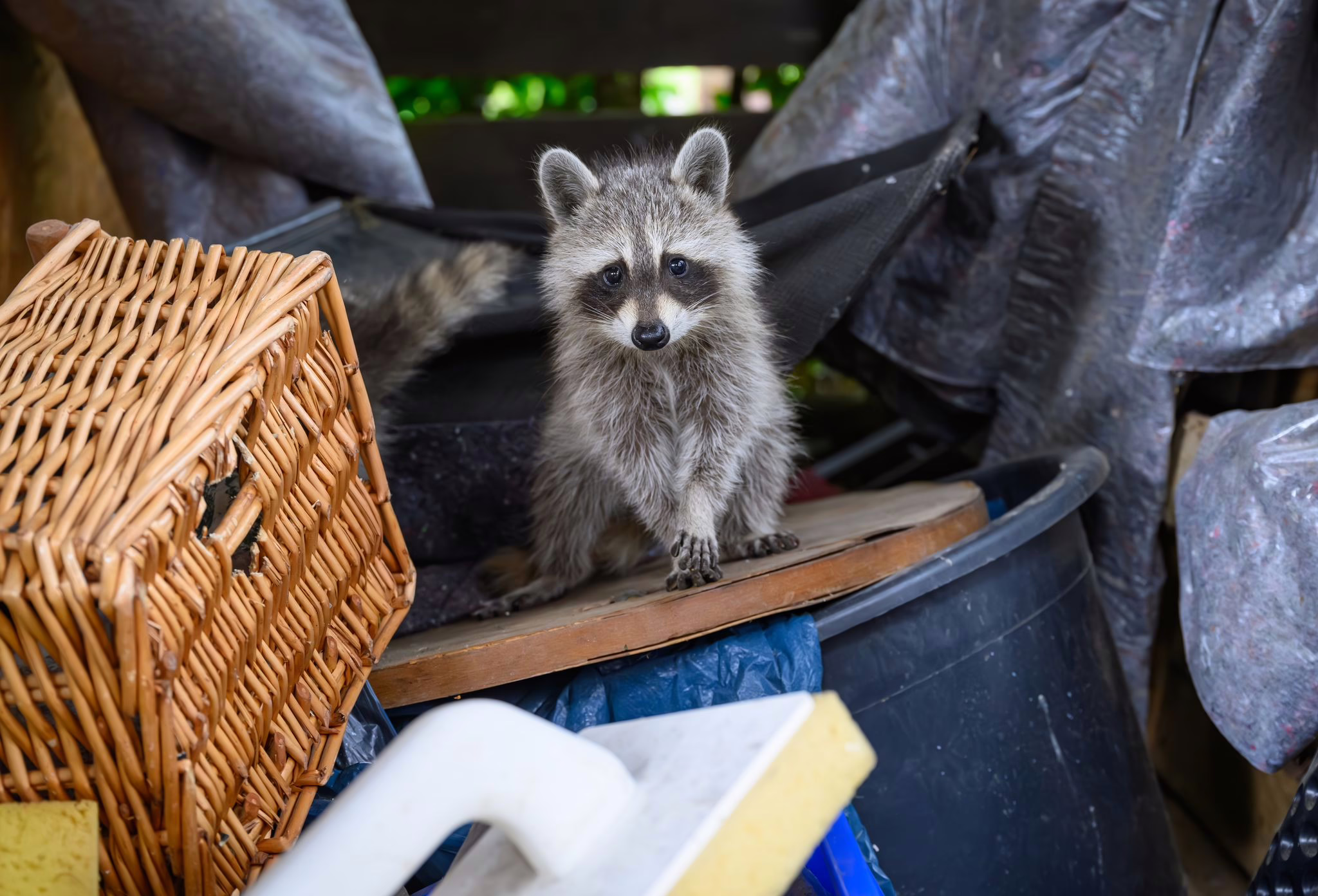Ein Junger Waschbär