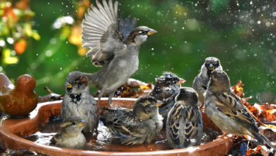 Haussperlinge Baden In Einer Vogeltränke