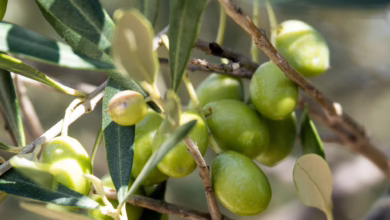 Oliven An Einem Olivenbaum