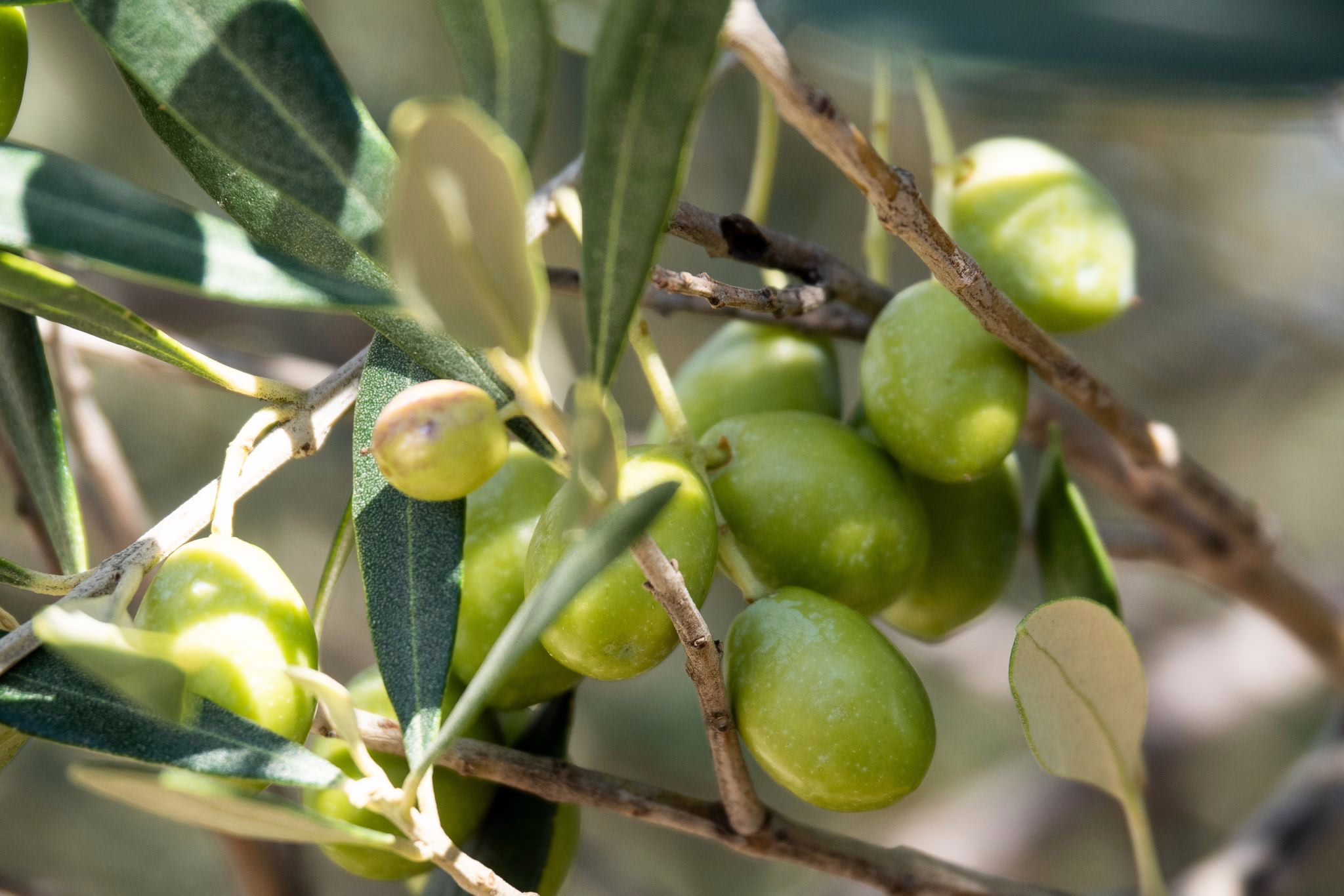 Oliven An Einem Olivenbaum