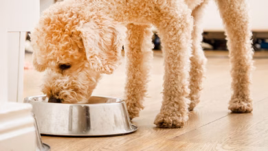 Hund frisst aus einem napf