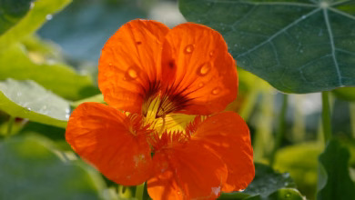 Kapuzinerkresse Blüht In Einem Garten