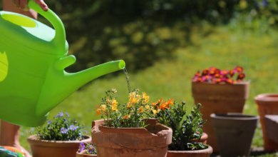 Eine Person Gießt Ihre Kübelpflanzen