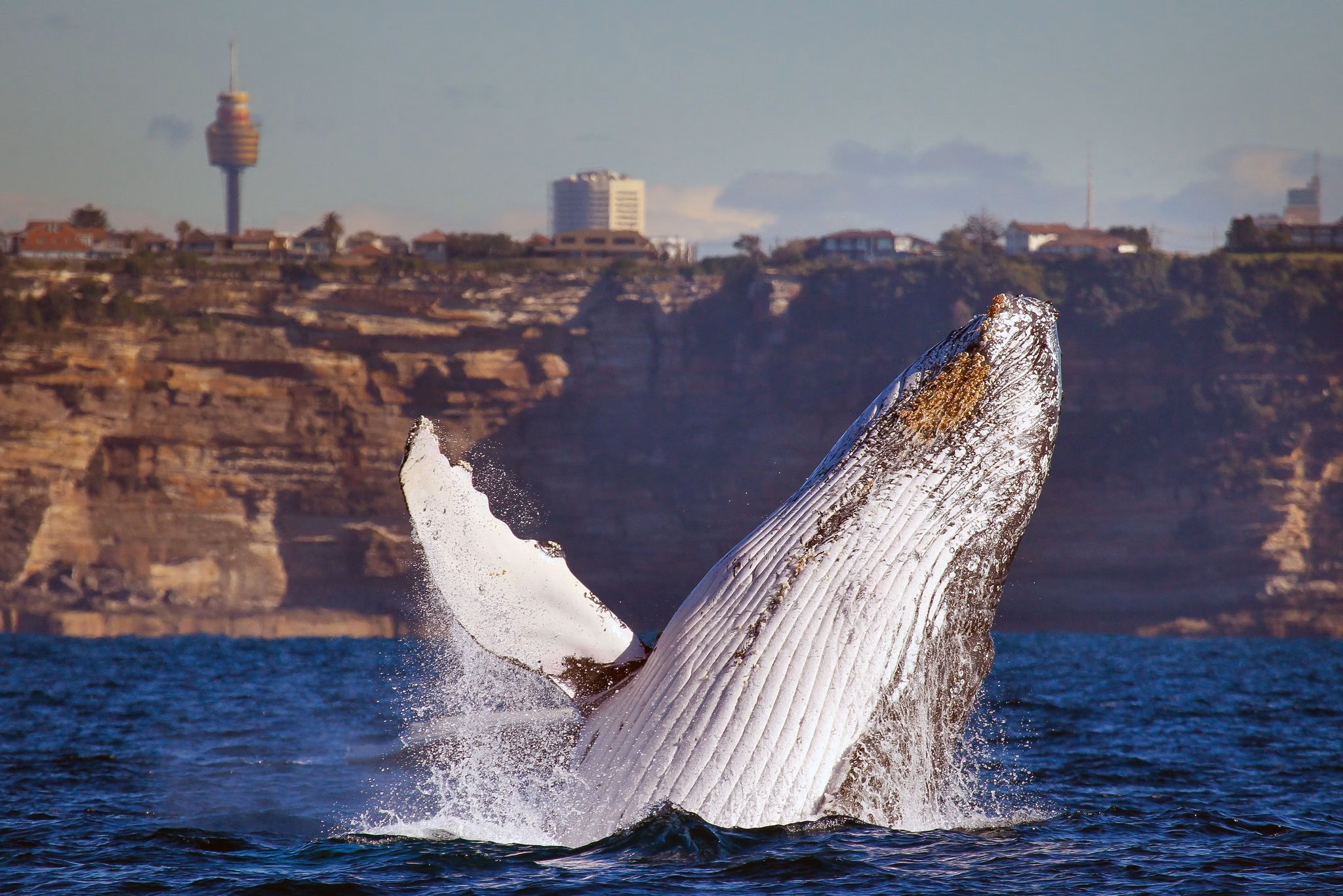 Whale watching in australien