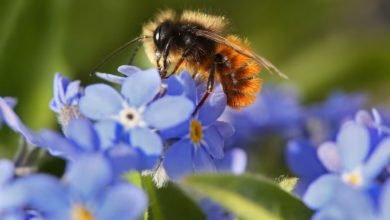 Wildbiene Sitzt Auf Einem Balkon Auf Vergissmeinnicht Blüten