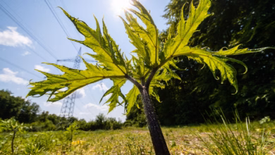Pflanzen des riesenbärenklau wachsen auf einer wiese