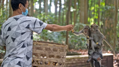 Mitarbeiter füttert makaken im sangeh monkey forest