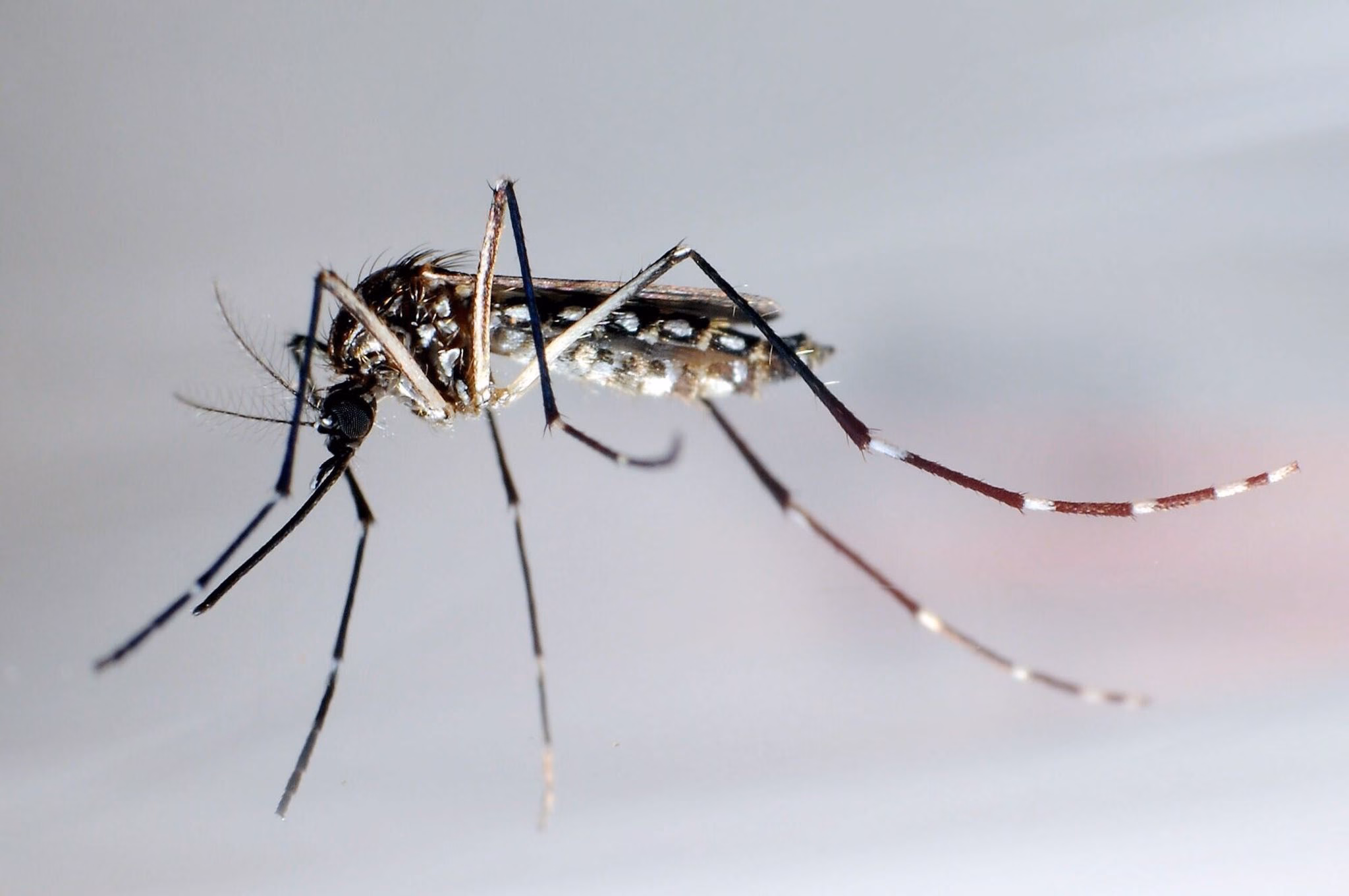 Stechmücke Der Art «aedes Aegypti»