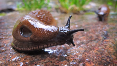 Spanische wegschnecke (arion vulgaris) in einem garten
