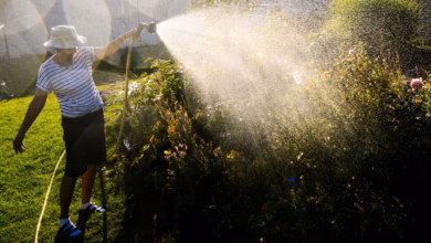 Eine Frau Gießt Ein Blumenbeet