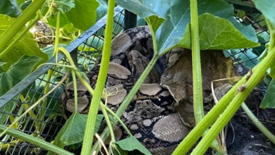 Frau entdeckt würgeschlange im heimischen kompost