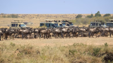 Masai mara nationalreservat in kenia