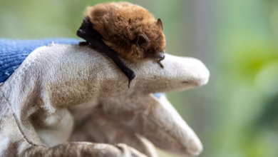Fledermaus