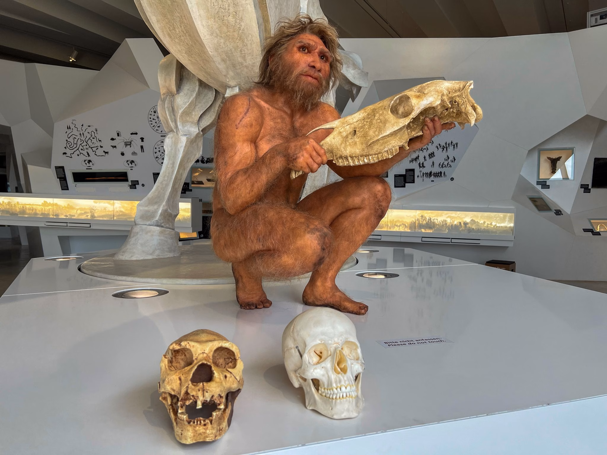 Homo heidelbergensis im forschungsmuseum «paläon»