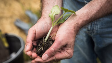 Ein mann hält einen setzling in den händen