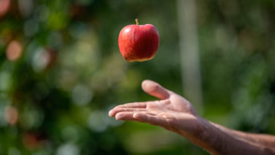 Mann wirft bei der ernte einen apfel in die luft