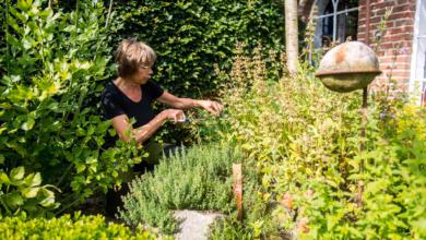 Kräuter aus dem eigenen garten