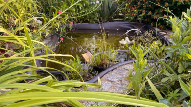 Miniteich in einem garten