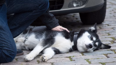 Mann beugt sich über seinen hund, der vor einem auto liegt