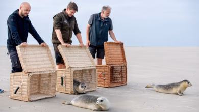 Auswilderung von seehund jungtieren