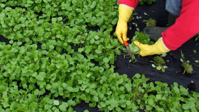 Gärtnerin erntet postelein