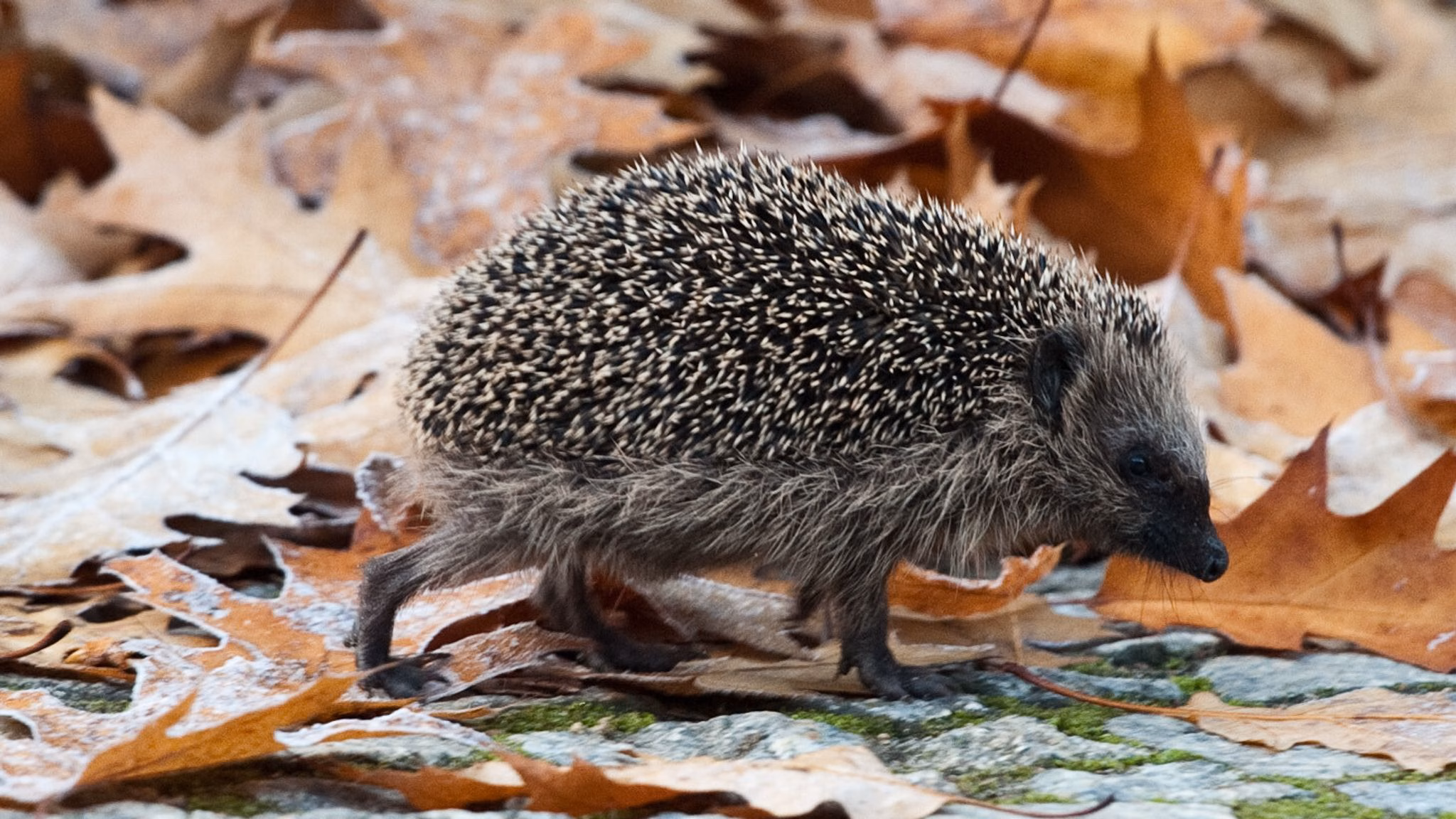 Ein igel läuft in den frühen morgenstunden über einen gehweg