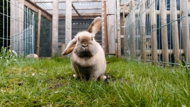 Ein kaninchen sitzt in einem außengehege