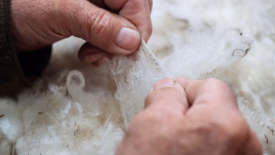 Qualitätsprüfung der fasern der wolle