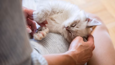 Frau streichelt eine katze