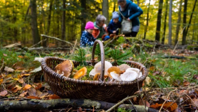 Familie sammelt gemeinsam pilze in einem wald