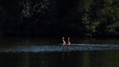 Eine schwimmerin streckt die hände aus dem wasser