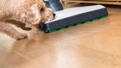 Hund beisst in einen staubsauger