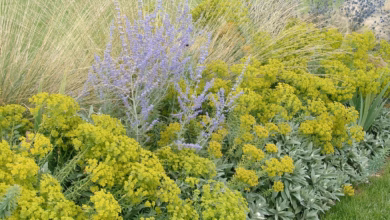Gartengestaltung mit stauden