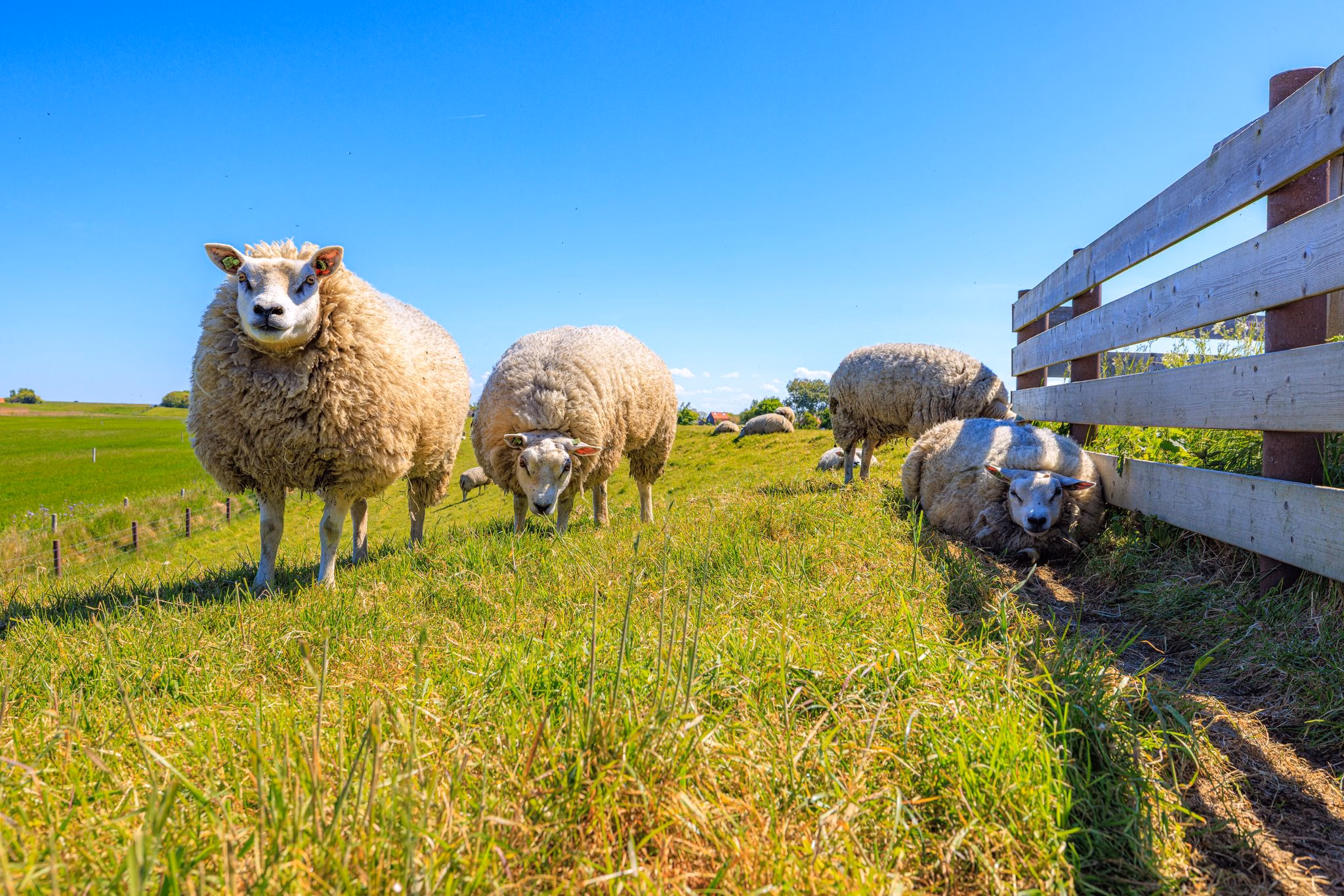 Texelschafe stehen auf einer weide