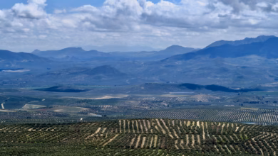 Olivenplantagen in jaén