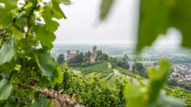 Weinberge rings um das schloss ortenberg