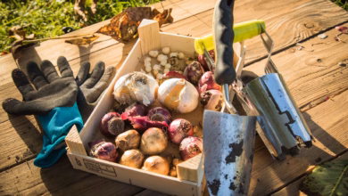 Ein blumenzwiebel mix liegen zum einpflanzen bereit