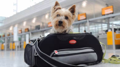 Ein yorkshire terrier sitzt am flughafen in transporttasche