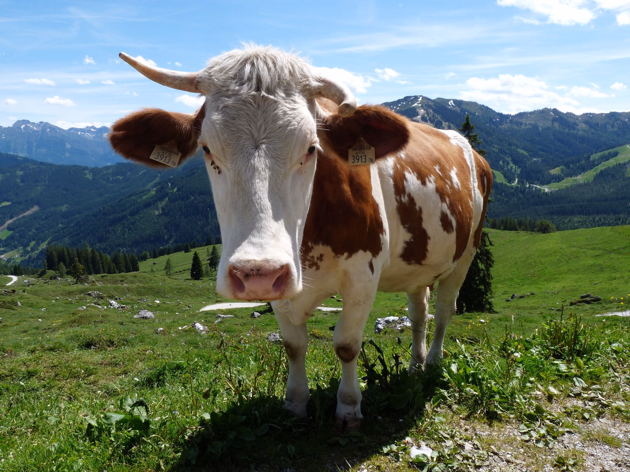 Eine kuh steht auf einer weide