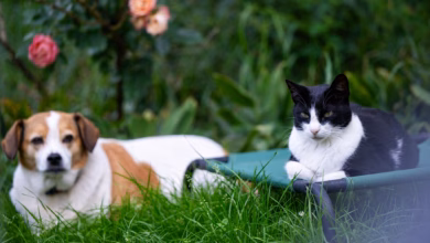 Hund und katze in einem garten