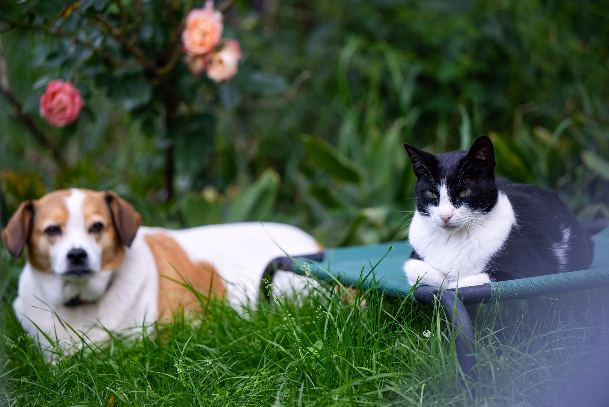 Hund und katze in einem garten
