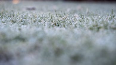 Raureif auf einem rasen